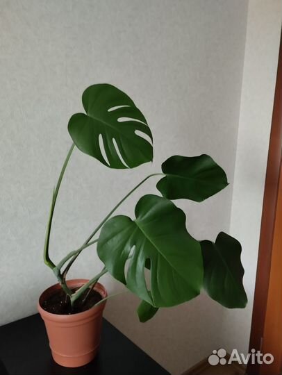 Домашний цветок