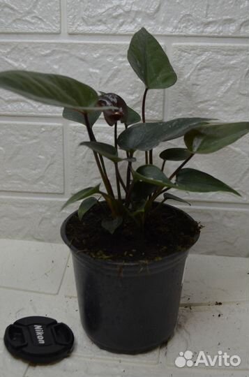 Антуриум андре paris black
