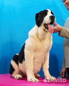 Отличный крупный алабай