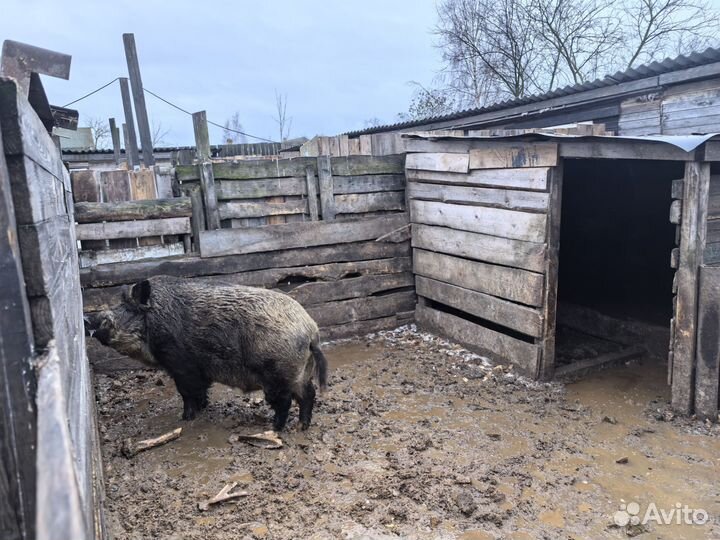 Дикий кабан