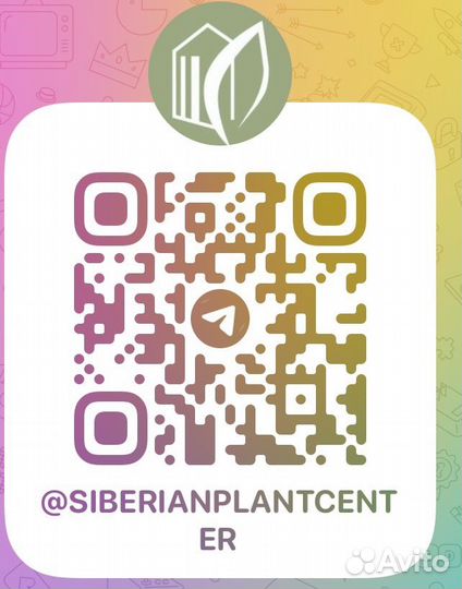 Пеларгония тюльпановидная