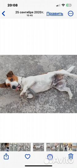 Вязка джек рассел терьер