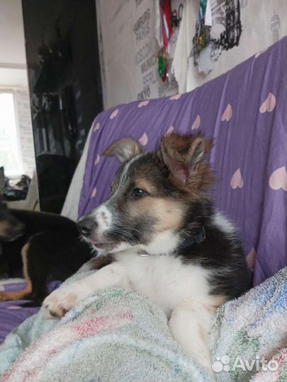 Щенок в добрые руки