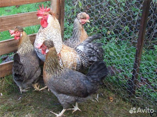 Цыплята породных кур