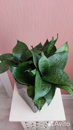 Сансевиерия Ханни