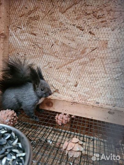 Маньчжурская (черная) белка