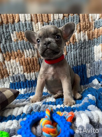 Французский бульдог мальчик