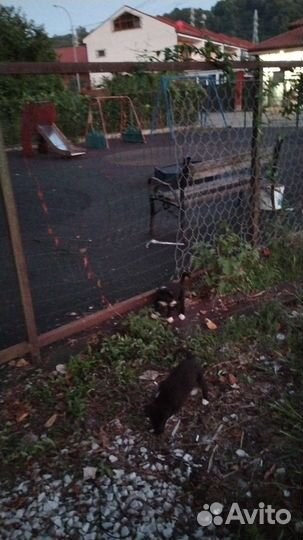 Собаки бесплатно в добрые руки