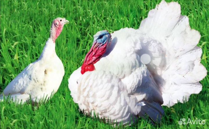 Индюшата Хайбрид Конвектор, Биг6, Бронза суточные