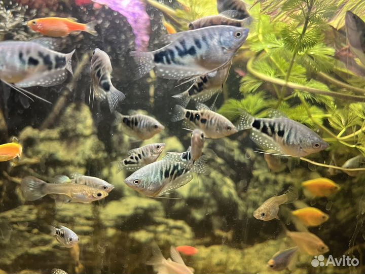 Аквариумные рыбки