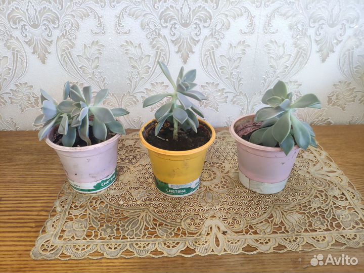 Суккуленты