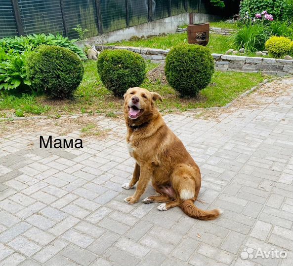 Щенки двортерьера