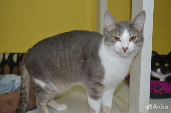 Кот-компаньон Лапик