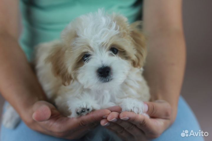 Мальтипу девочка с документами привита полностью