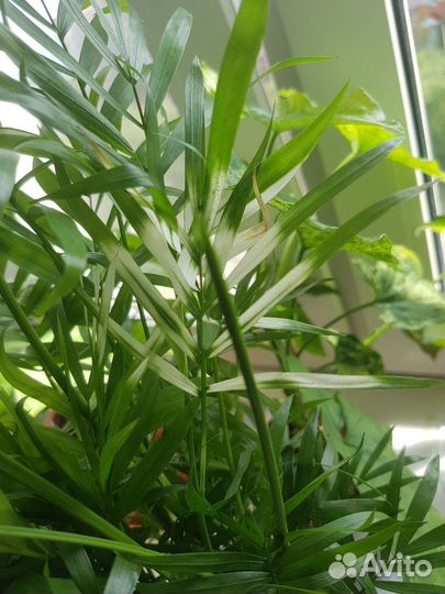 Хамедорея вариегатная