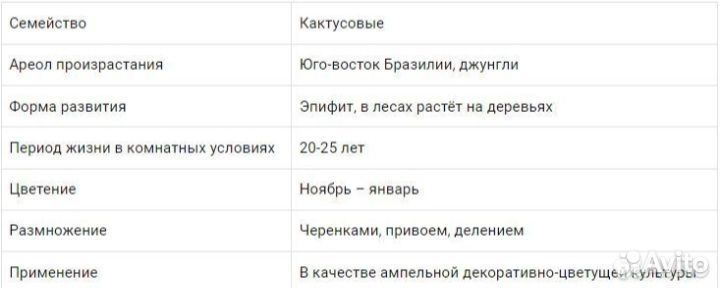 Пасхальник бакли