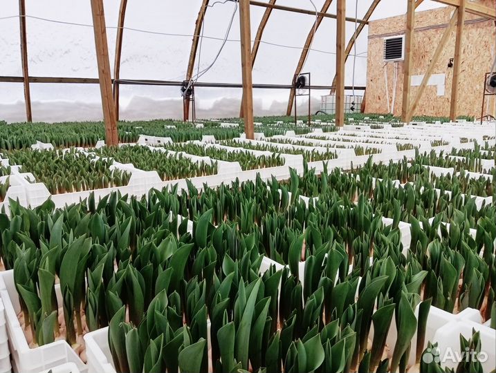 Тюльпан на 8 марта оптом и в розницу