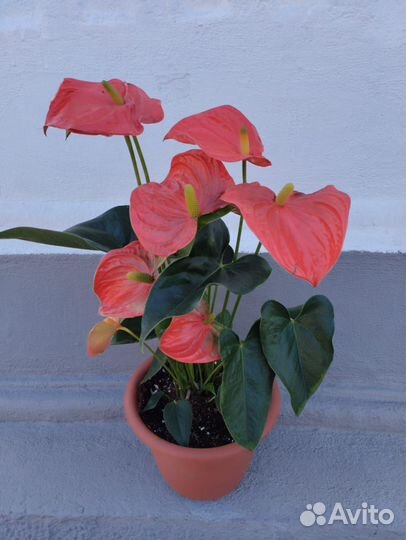 Цветущие сортовые антуриумы