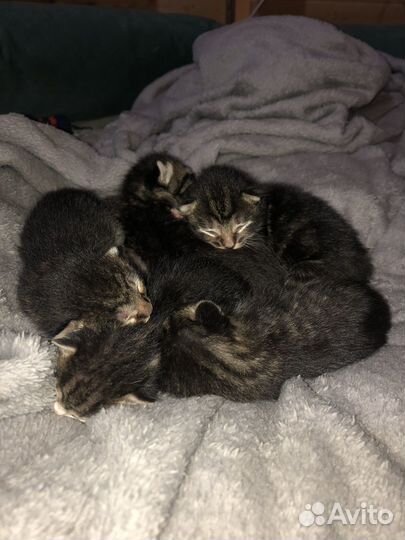 Котята крысоловы