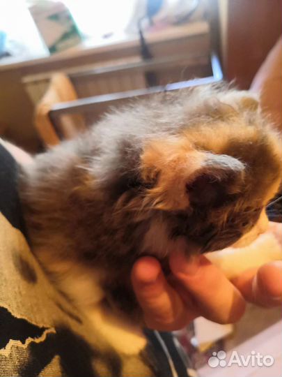 Котята в добрые руки бесплатно