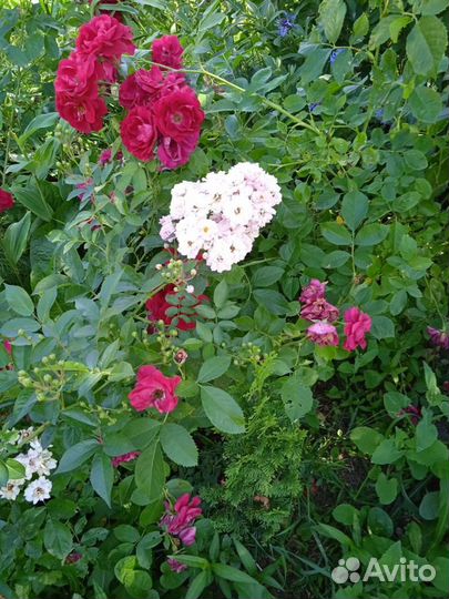 Саженец розы плетистой