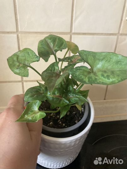 Сингониум Тиффани, Кристмас