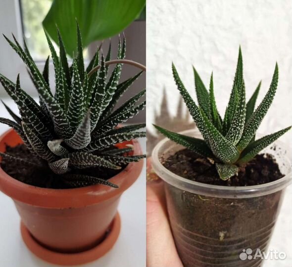 Суккулент Хавортия