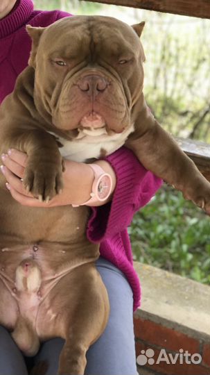 Американский булли вязка