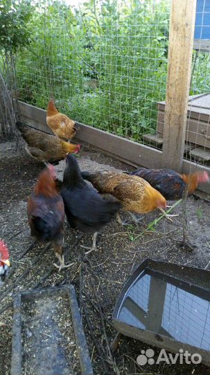 Курочки-молодки