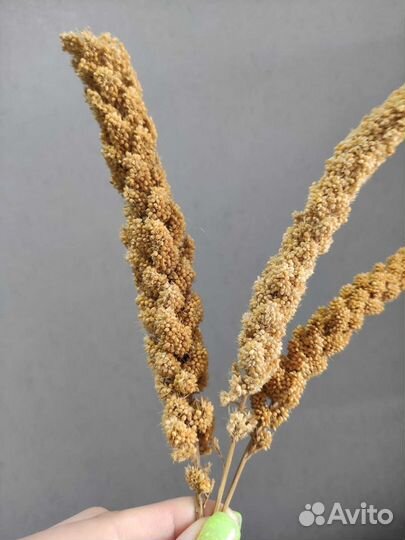 Корм для попугаев, лакомство