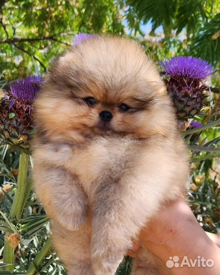 Щенок помернанский шпиц девочка