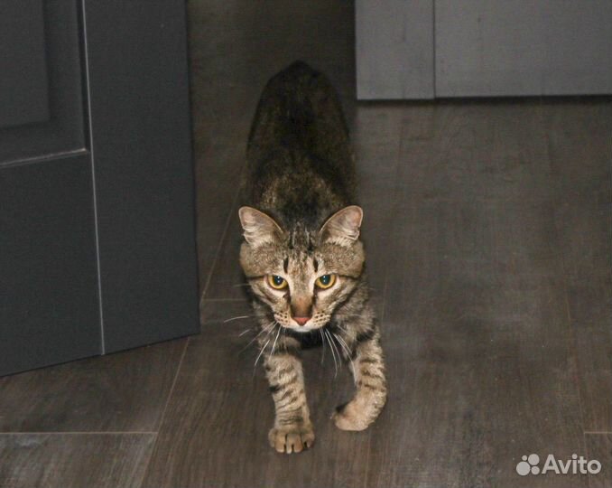 Сема - классный котик-кастрат 10 мес в дар