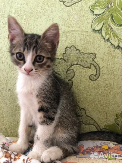 Отдам котенка в добрые руки