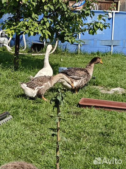 Семья гусей