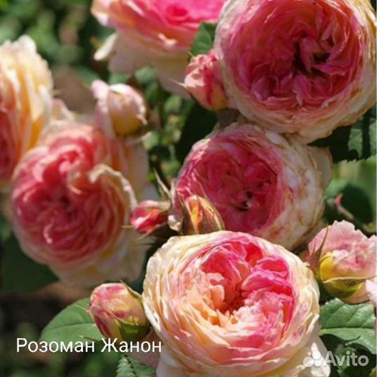 Роза Розоман Жанон саженцы