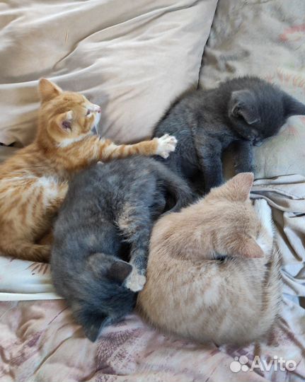 Котята в добрые руки