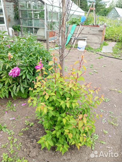 Голубика, черника.брусника