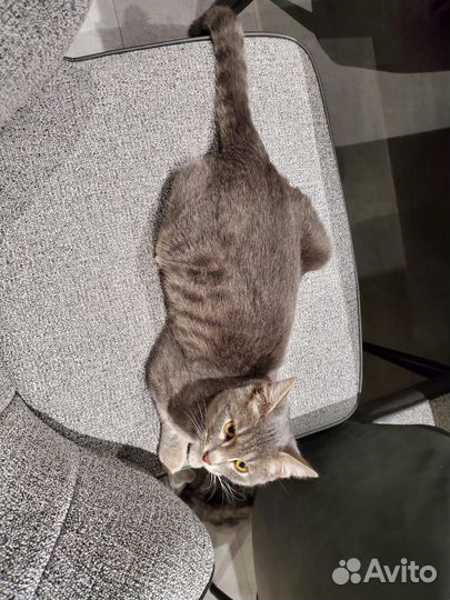 Котик в добрые руки