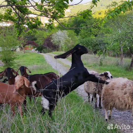 Фотозона с животными