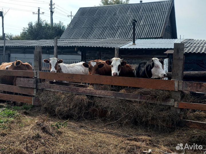 2 бычка и 5 тёлок