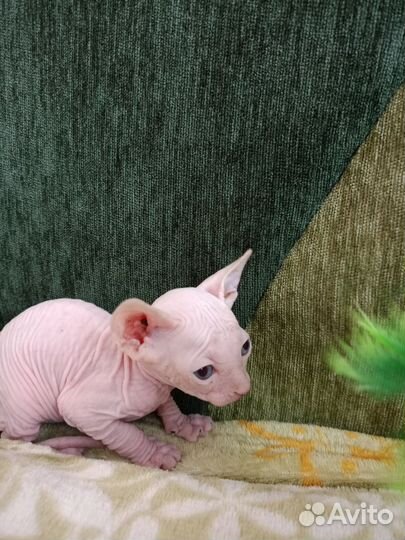 Канадский сфинкс котенок