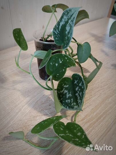 Сциндапсус Силвер Энн