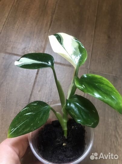 Филодендрон в ассортименте