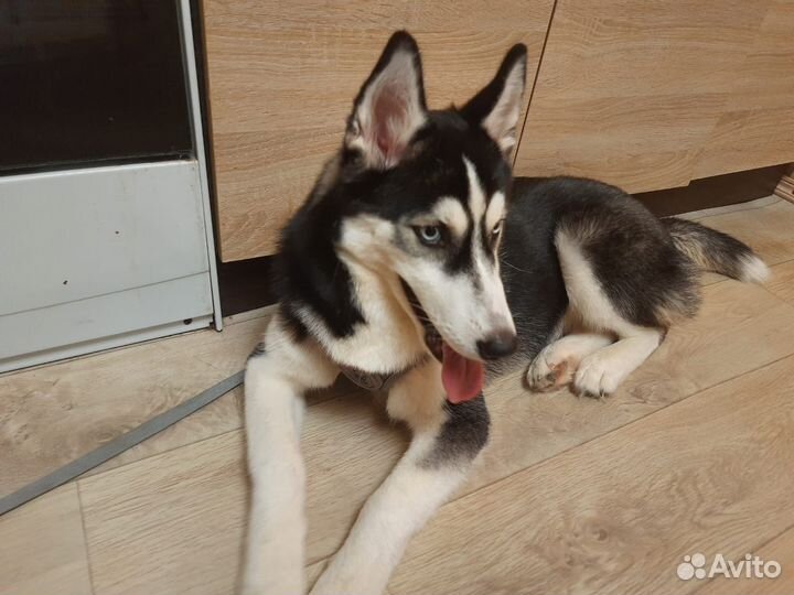 Сибирский хаски