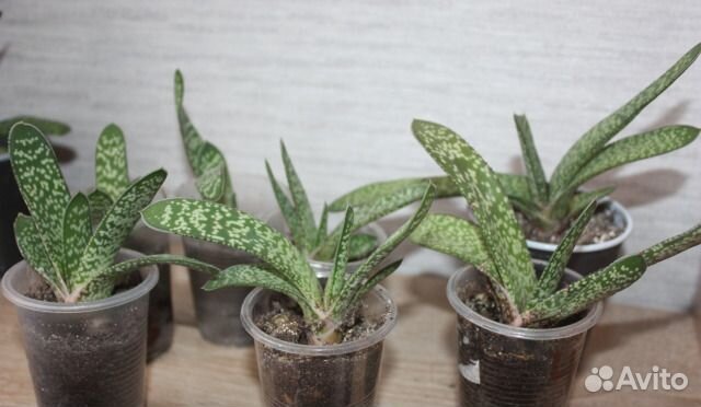 Суккуленты разные