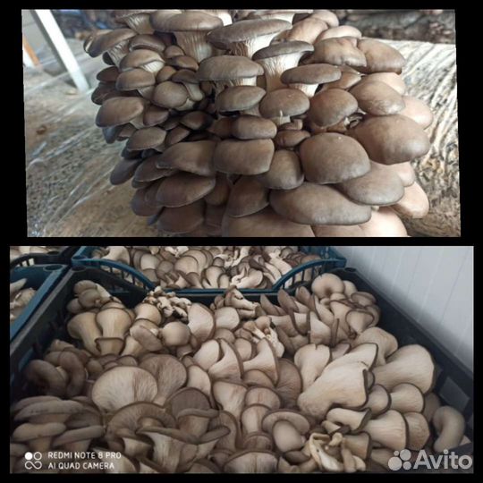 Грибы вешенка