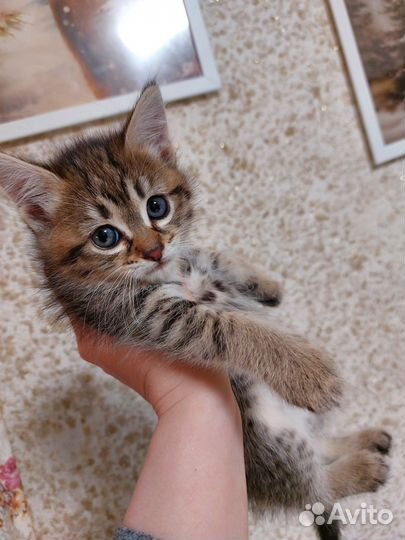 Котята