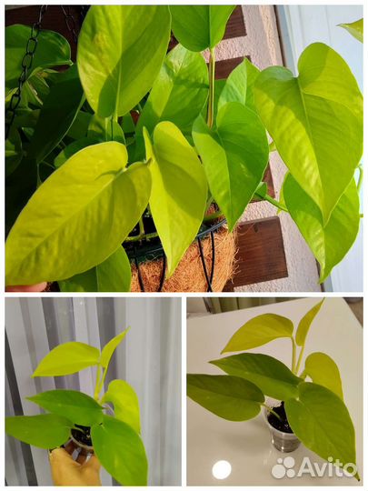 Сциндапсусы/Эпипремнумы