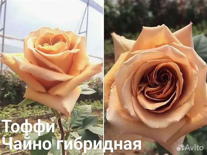 Редкие сорта роз