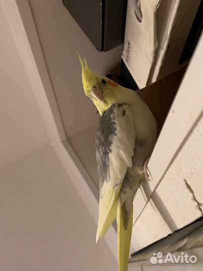 2 попугая с клеткой